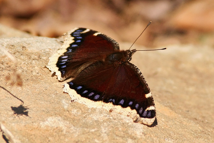 Mourning Cloak Butterfly
