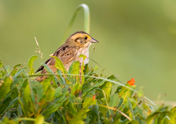 Nelson's Sparrow