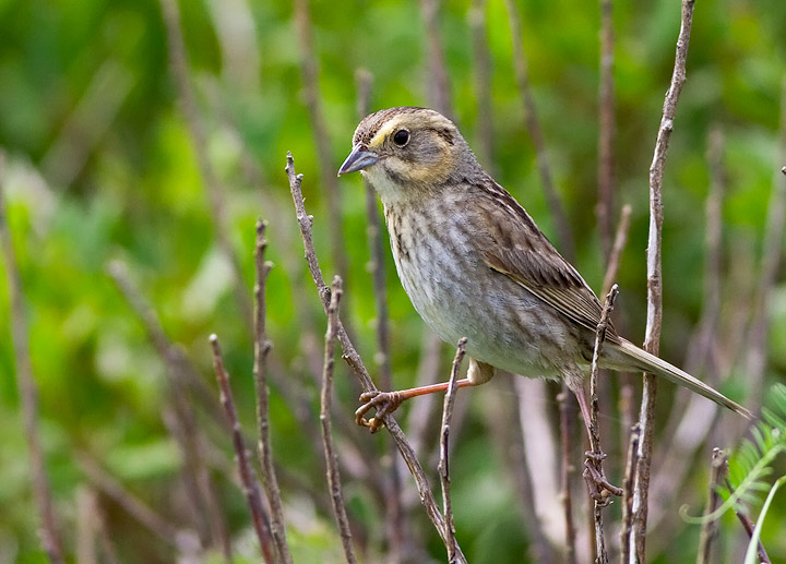 Nelson's Sparrow