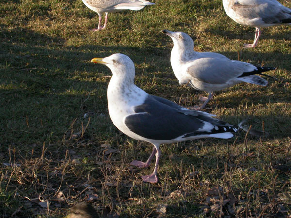 Slaty-backed Gull