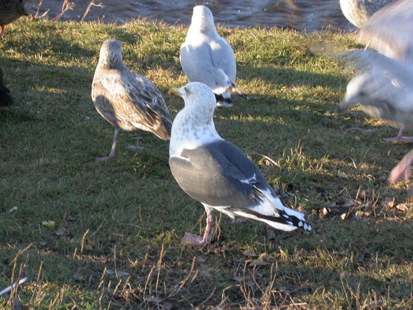 Slaty-backed Gull