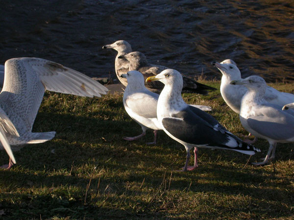 Slaty-backed Gull