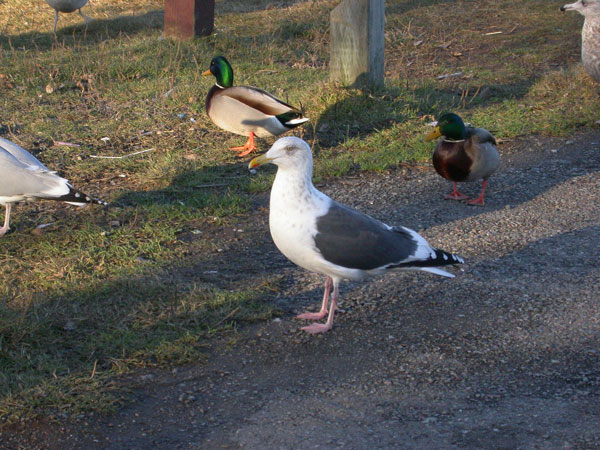 Slaty-backed Gull