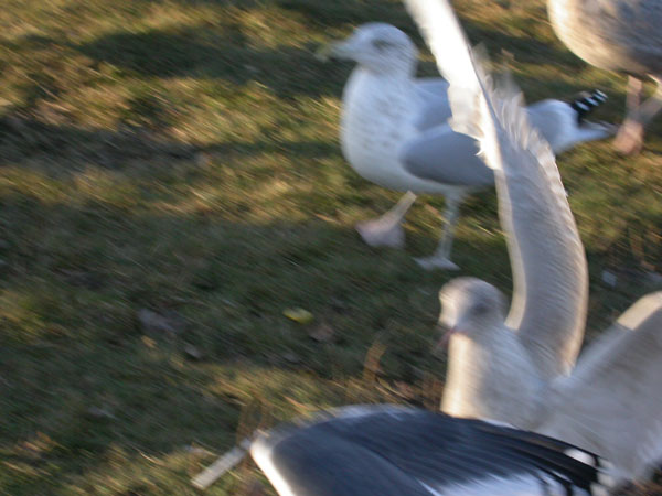 Slaty-backed Gull