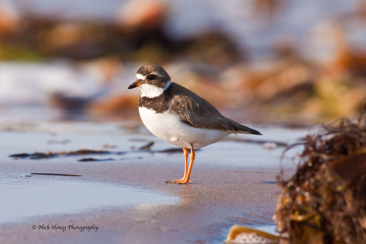 Common Ringed Plover