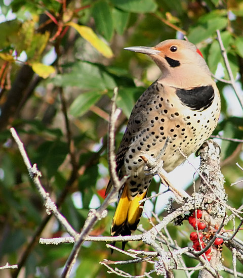 Northern Flicker