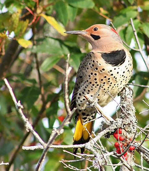 Northern Flicker
