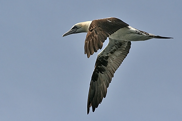 Northern Gannet