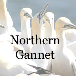 Northern Gannet