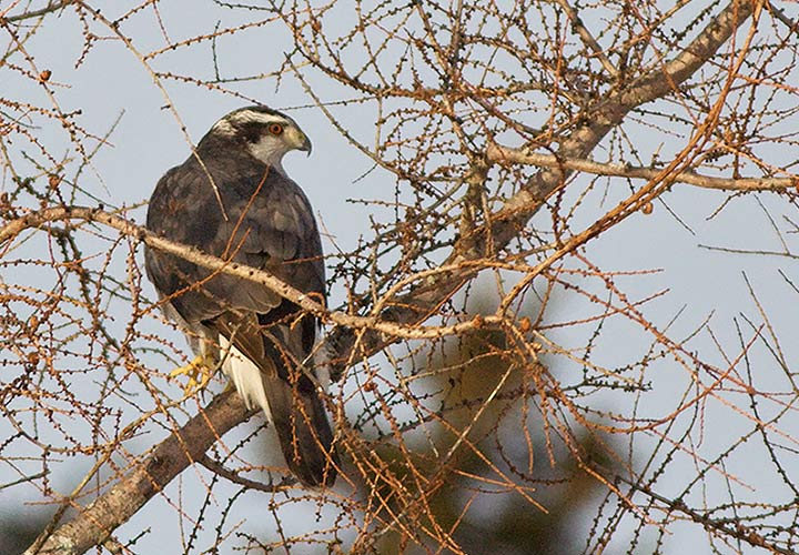 Northern Goshawk