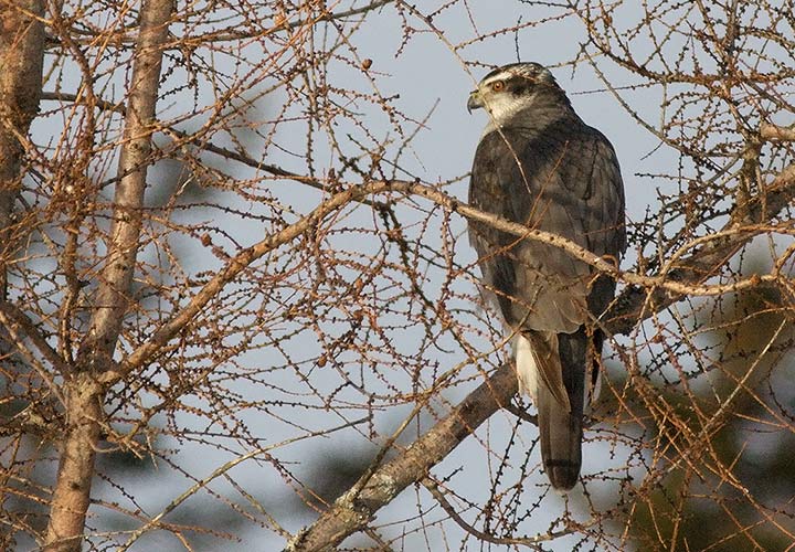 Northern Goshawk
