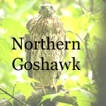 Northern Goshawk