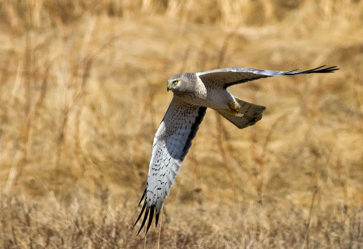Northern Harrier