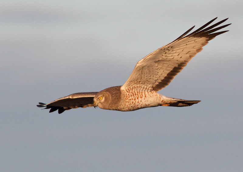 Northern Harrier