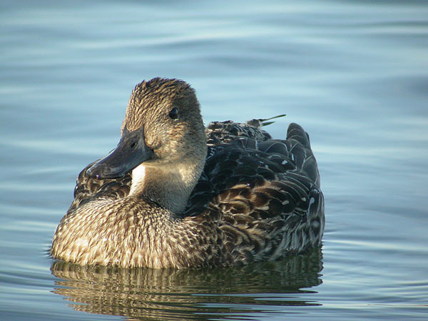 Northern Pintail