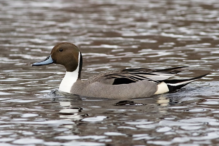Northern Pintail