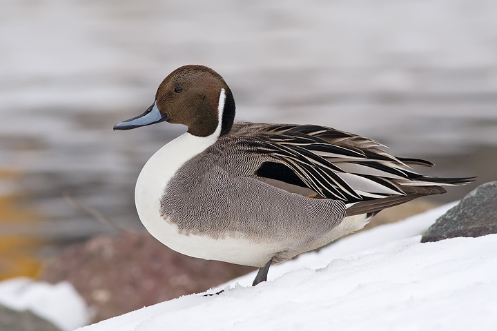 Northern Pintail