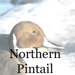 Northern Pintail