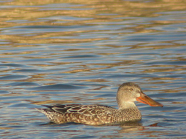 Northern Shoveler