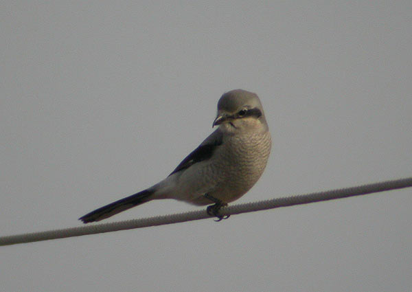 Northern Shrike