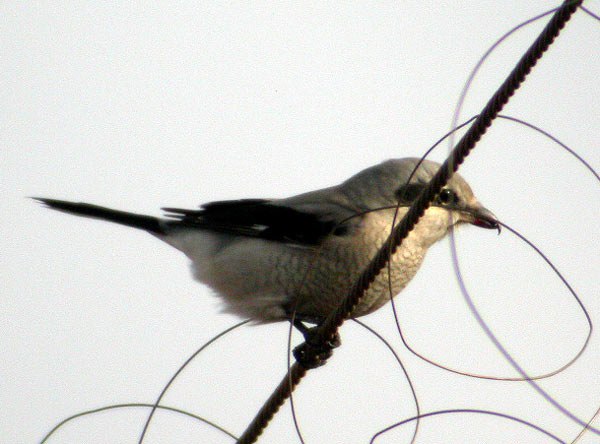 Northern Shrike