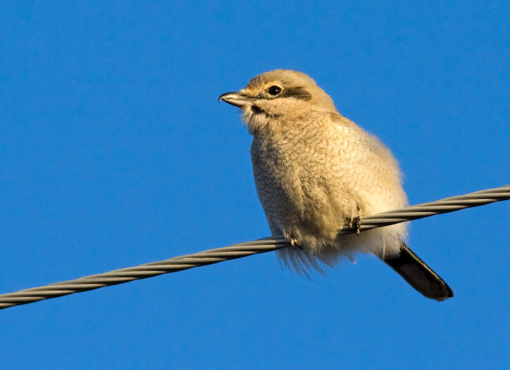 Northern Shrike