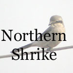 Northern Shrike