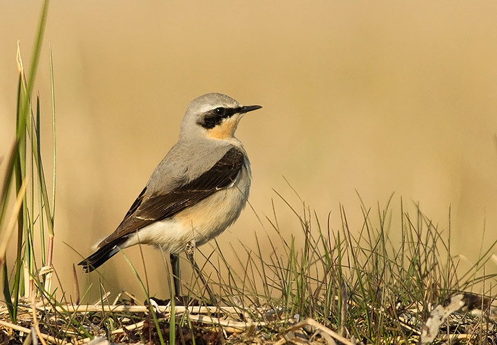 Northern Wheatear