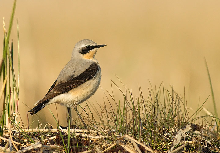 Northern Wheatear