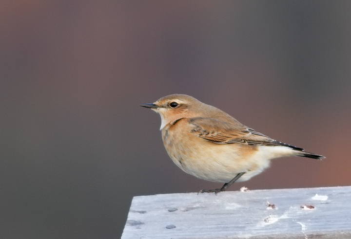 Northern Wheatear