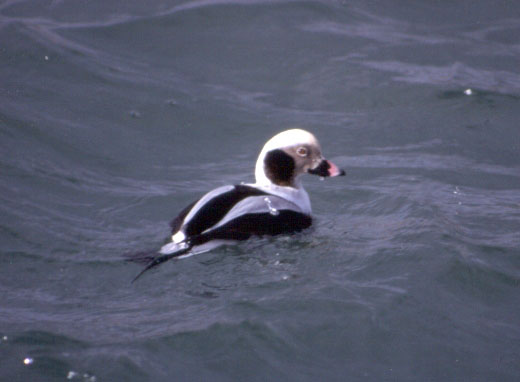 Oldsquaw Duck