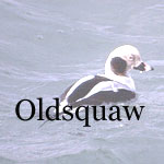 Oldsquaw