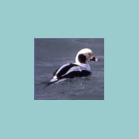 Cape Breton Birds Photo Gallery