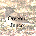 oregon Junco