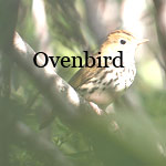 Ovenbird