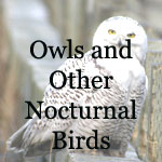 Owls, Nighthawks, Whip-poor-will