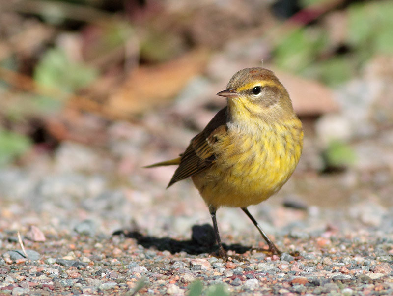 Palm Warbler