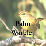Palm Warbler
