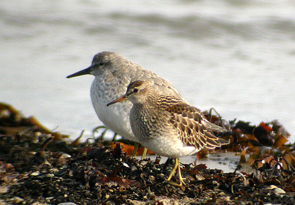 Pectoral Sandpiper