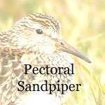 Pectoral Sandpiper
