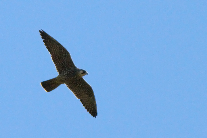 Peregrine Falcon