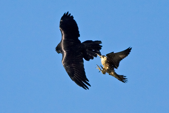 Peregrine Falcon