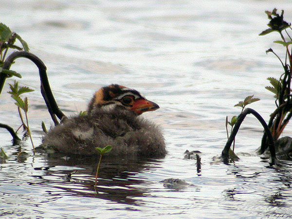 Pied-billed Grebe