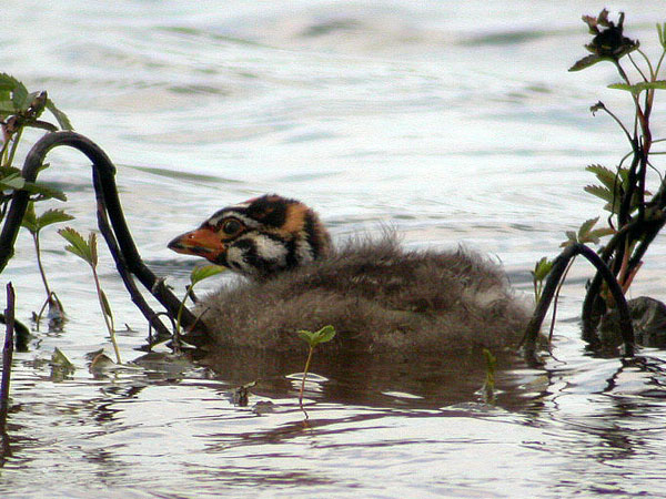 Pied-billed Grebe