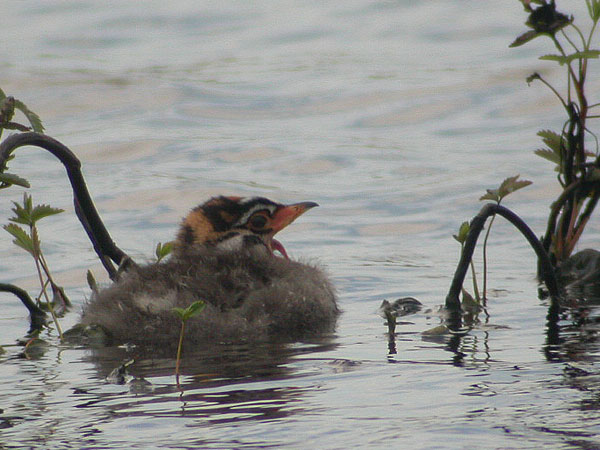Pied-billed Grebe