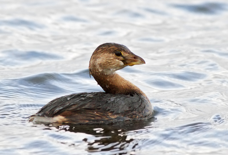 Pied-billed Grebe