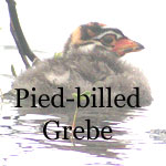 Pied-billed Grebe