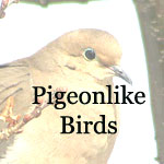 Pigeons, Doves