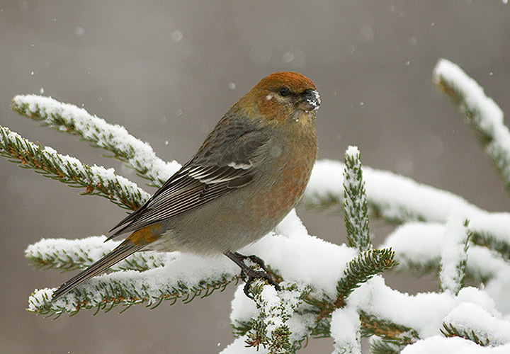 Pine Grosbeak