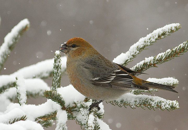 Pine Grosbeak